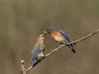 Eastern bluebird, Central Pennsylvania, Usa. Art Print